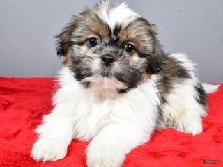 Shih Tzu dogs Markie - Ad 2