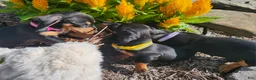 Miniature Dachshund dogs for sale: Zurie - Ad 20