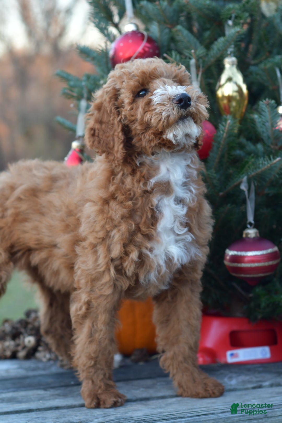 Standard Poodle dogs for sale: Candy - Ad 15