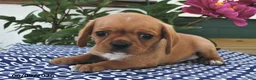 Mixed Breed dogs for sale: Peanut  - Ad 1