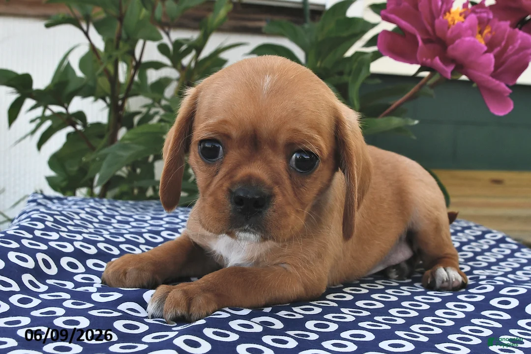 Mixed Breed dogs for sale: Peanut  - Ad 1