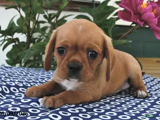 Mixed Breed dogs for sale: Peanut - Ad 4