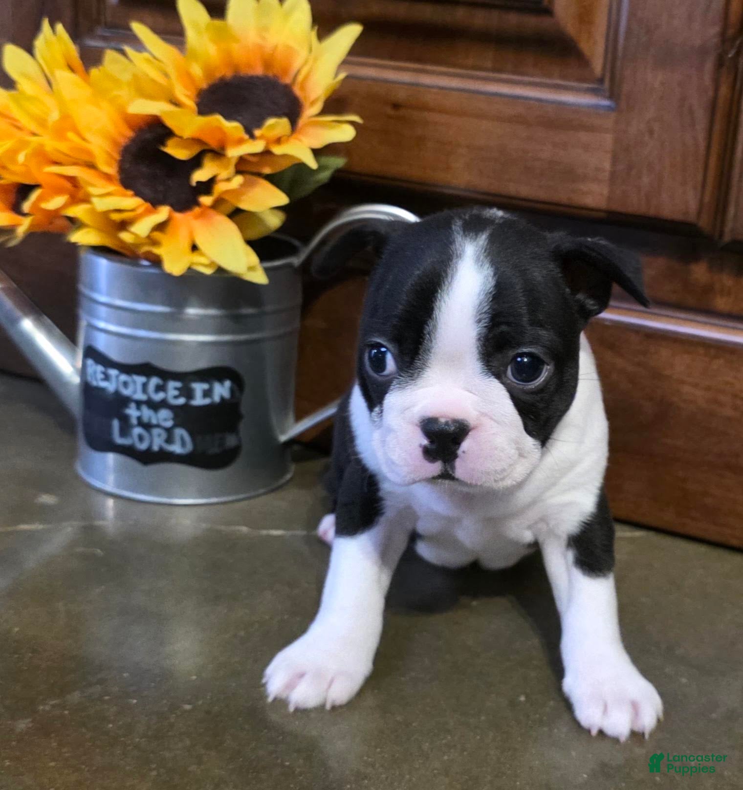 Boston Terrier dogs Jewel Boston Terrier  - Ad 2