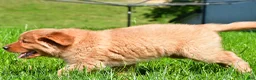 Golden Retriever dogs for sale: Axel - Ad 9