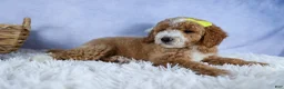 Mini Goldendoodle dogs for sale: 🐾 Meet Nova – F2B Mini Goldendoodle Puppy 🐾 - Ad 18