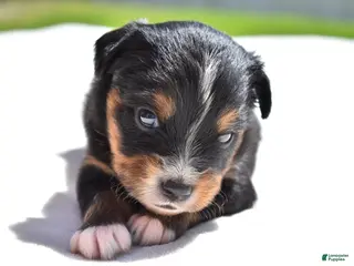 Toy Australian Shepherd dogs Toy Australian Shepherd Puppy 1 - Ad 14