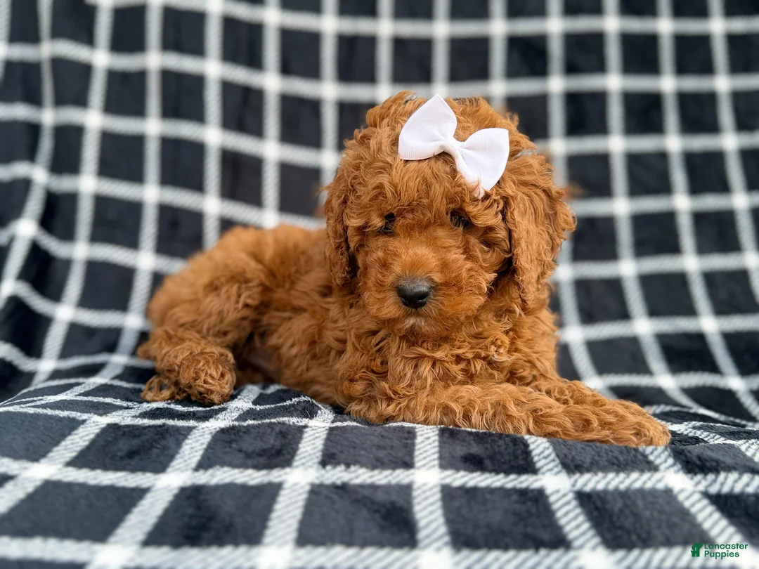 Cockapoo dogs for sale: Brielle - Ad 9
