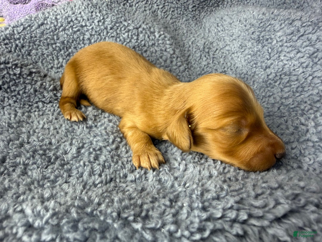 Dachshund dogs for sale: Import - Ad 1