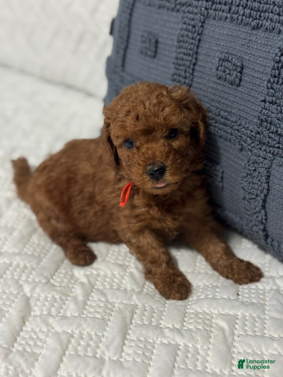Mini Goldendoodle dogs for sale: Teddy - Ad 1