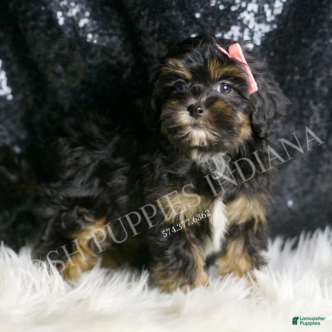 Maltipoo dogs for sale: Beyonce  - Ad 1