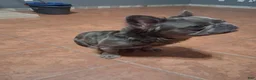 French Bulldog dogs for sale: French Bulldog 4: Cocoa Puff - Ad 4