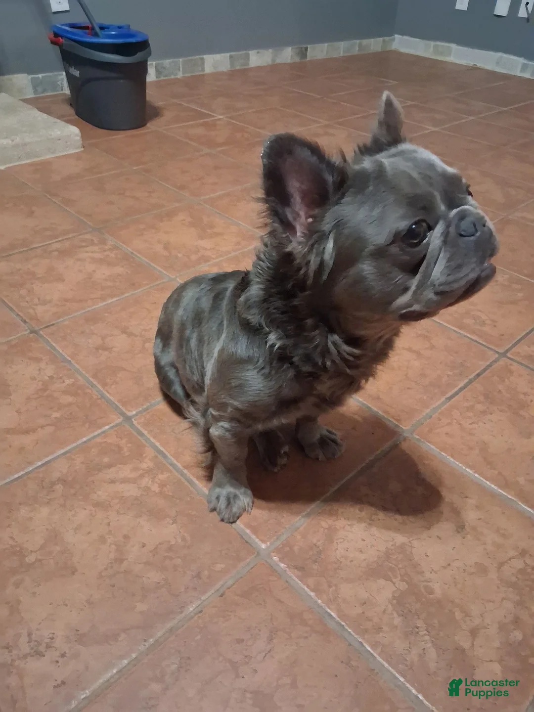 French Bulldog dogs for sale: French Bulldog 4: Cocoa Puff - Ad 4