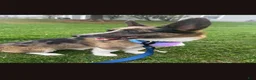Mixed Breed dogs for sale: Camo - Ad 2