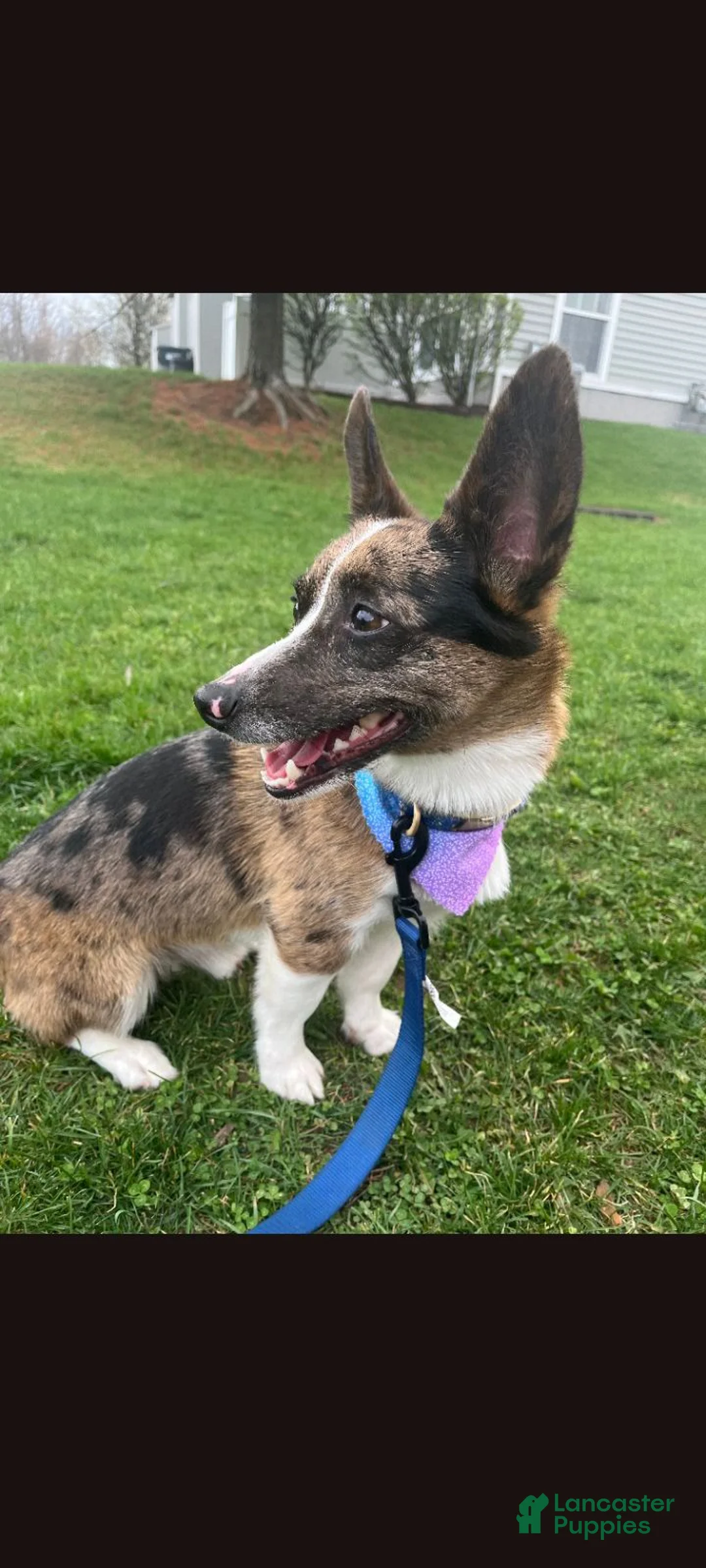 Mixed Breed dogs for sale: Camo - Ad 2