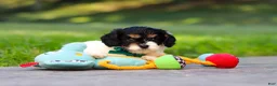 Cavapoo dogs for sale: Rubble - Ad 8
