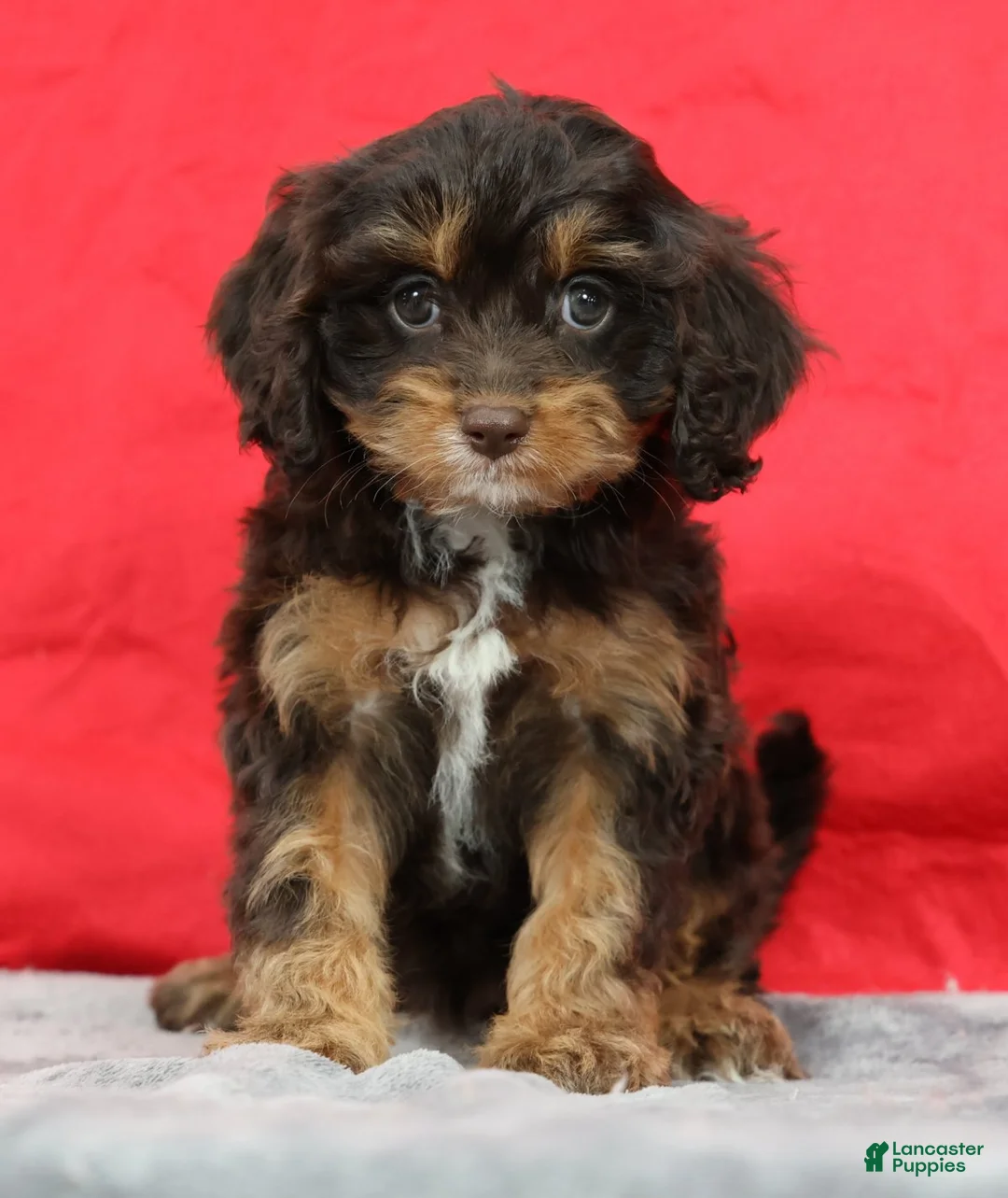 Cavapoo dogs for sale: Candy - Ad 1