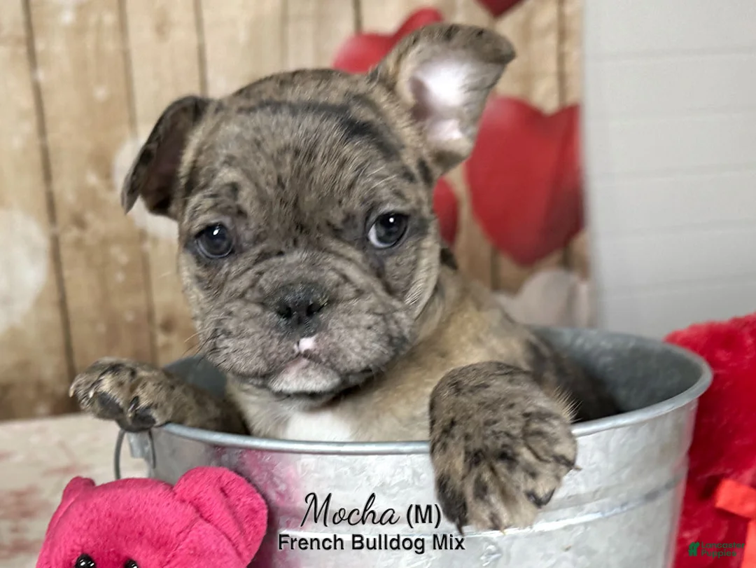 Mixed Breed dogs for sale: Mocha - Ad 4