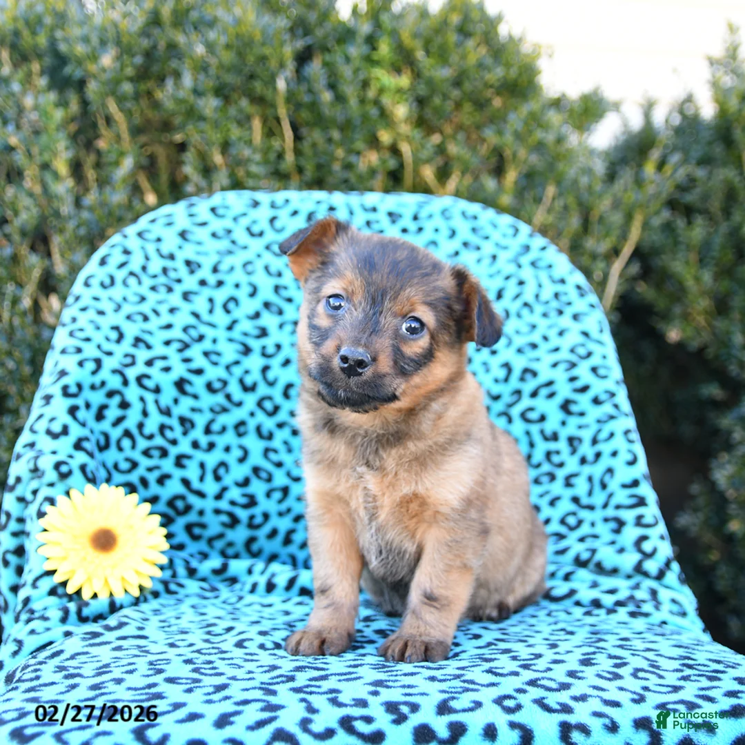 Mixed Breed dogs for sale: Layla - Ad 2