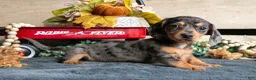 Miniature Dachshund dogs for sale: Betty - Ad 3