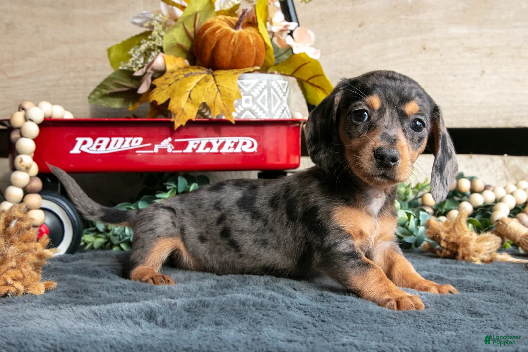 Miniature Dachshund dogs for sale: Betty - Ad 3