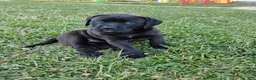 Mixed Breed dogs for sale: Buttercup - Ad 4