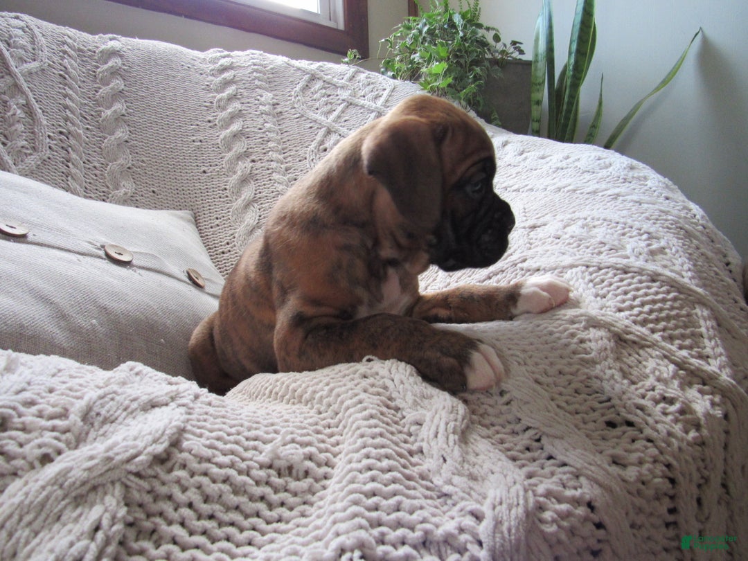 Boxer dogs for sale: Paddy - Ad 3