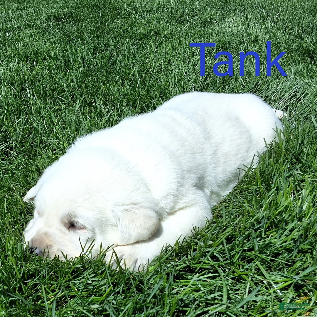 Labrador Retriever dogs for sale: Tank  - Ad 1