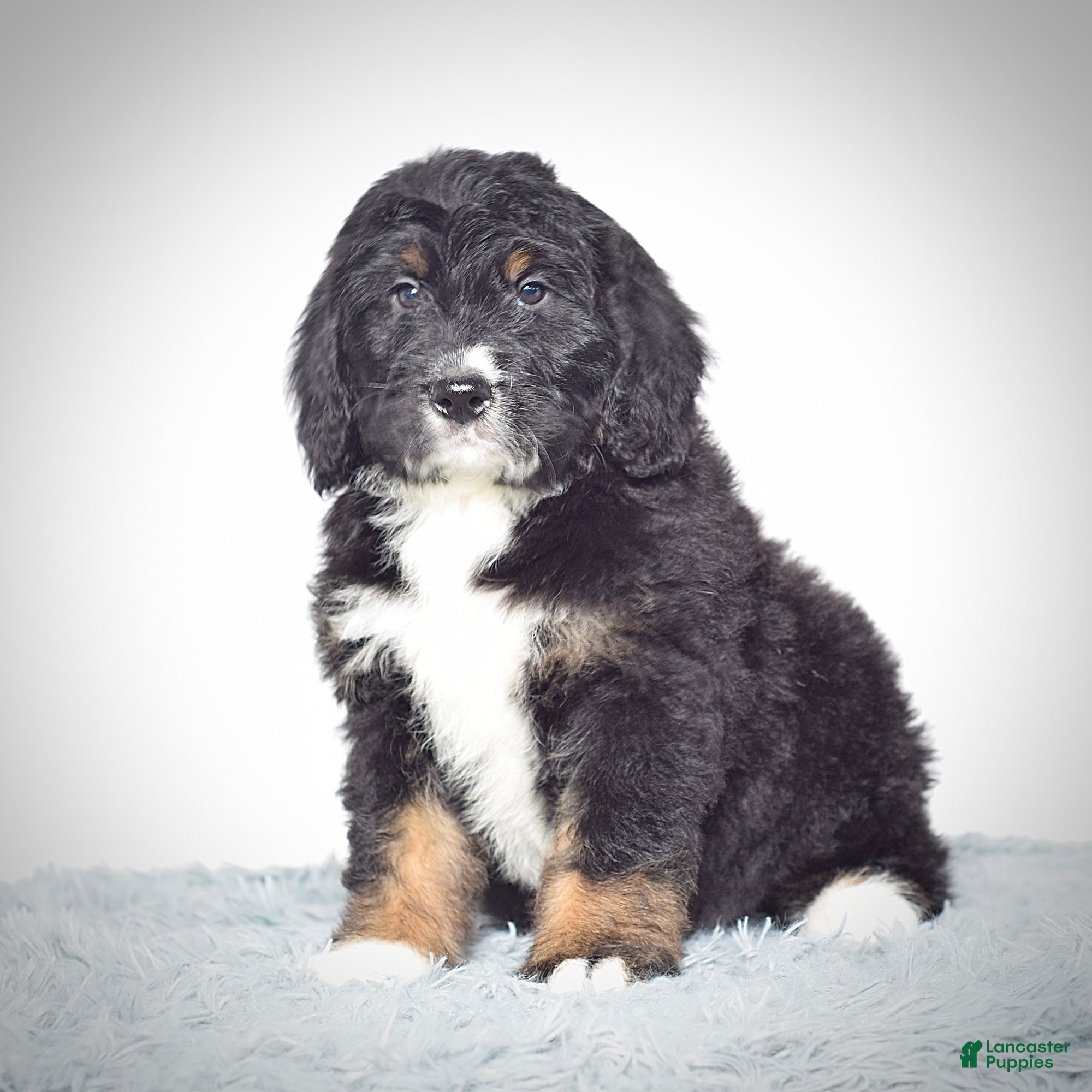 Bernedoodle dogs Mr.  Virgil - Ad 2