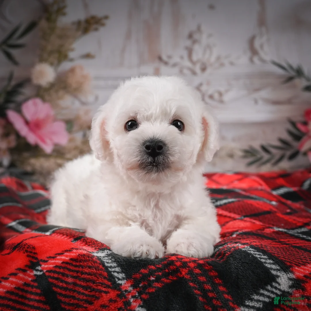 Bichon Frise dogs for sale: AKC-Rolo - Ad 2