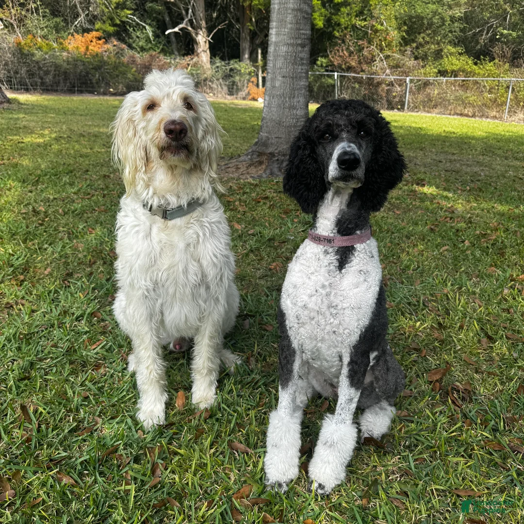 Labradoodle dogs for sale: Labradoodle Puppy 1 - Ad 2