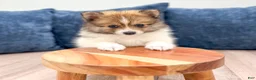 Pomeranian dogs for sale: Kaden - Ad 2