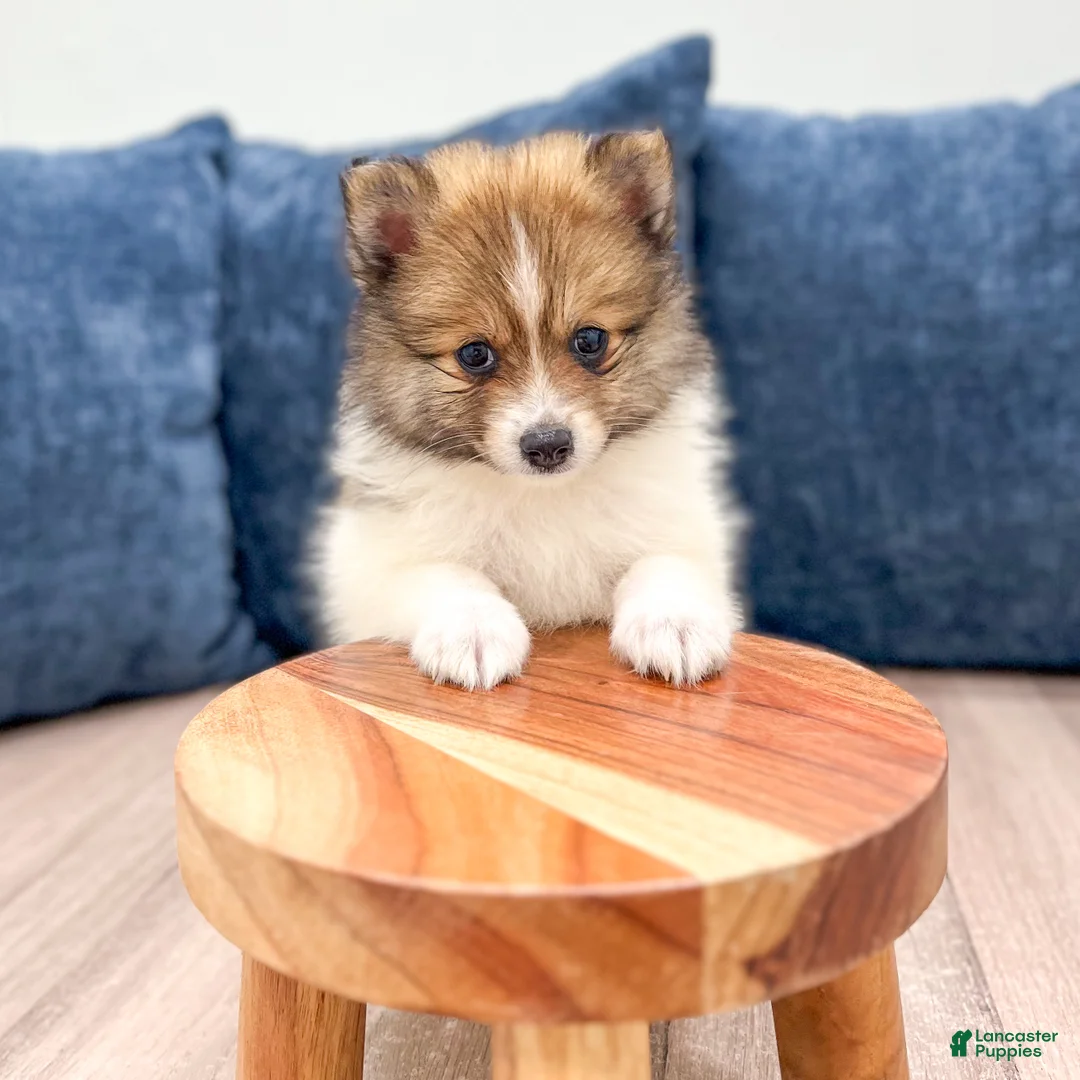 Pomeranian dogs for sale: Kaden - Ad 2