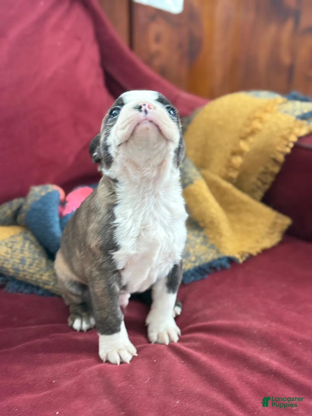 Boston Terrier dogs for sale: Benji - Ad 5