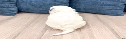 Cavapoo dogs for sale: Hunter - Ad 5