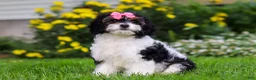 Cavapoo dogs for sale: Sunnie - Ad 4