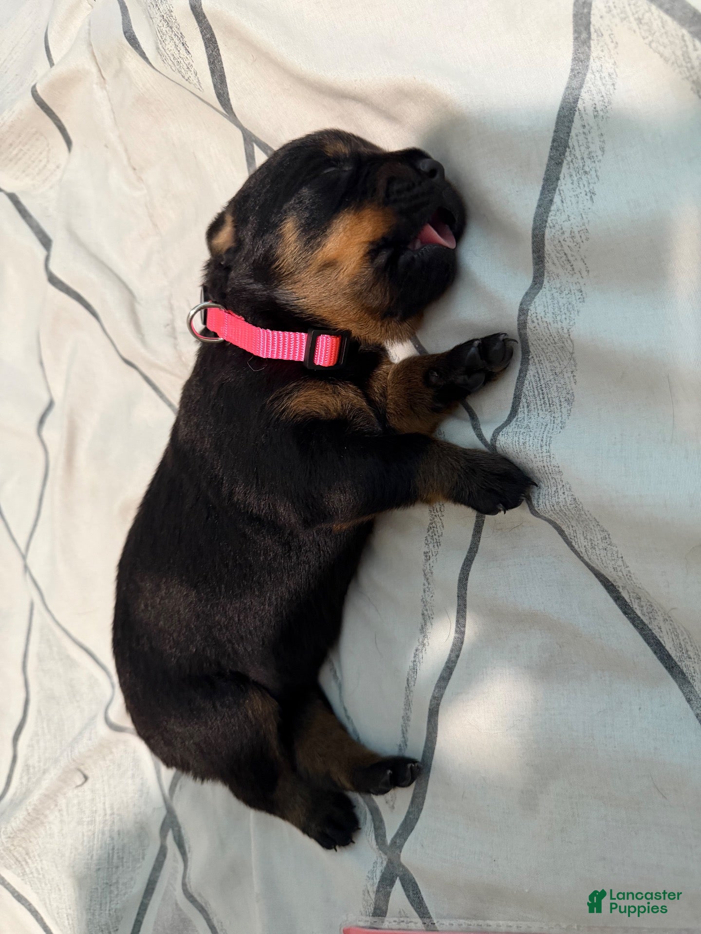 Rottweiler dogs Rottweiler 1 pink collar - Ad 7
