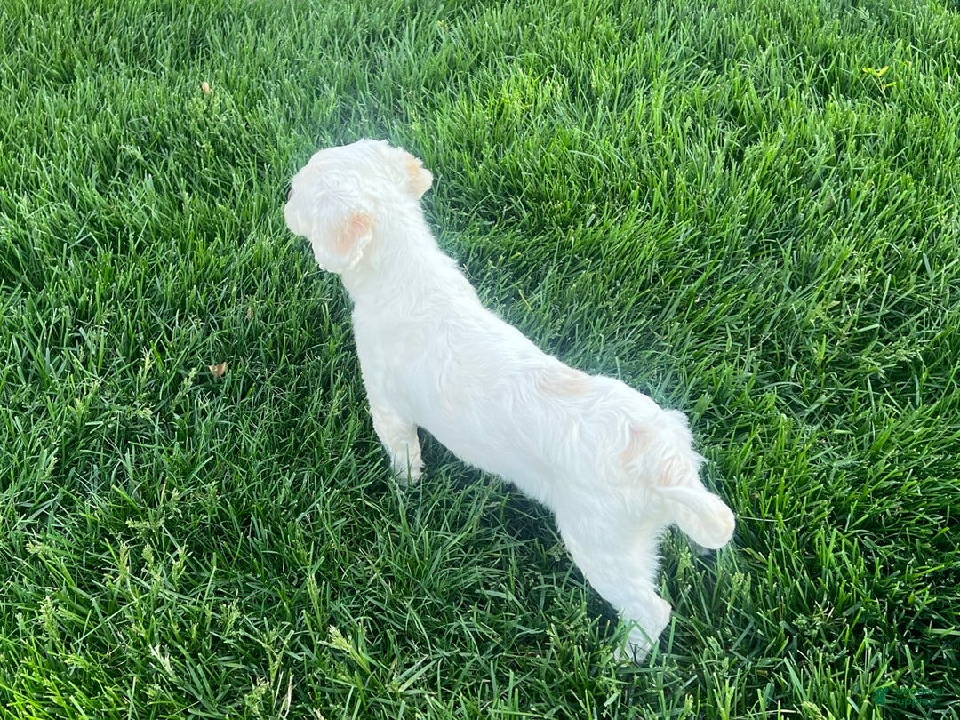 Lhasa Apso dogs for sale: Angel - Ad 11