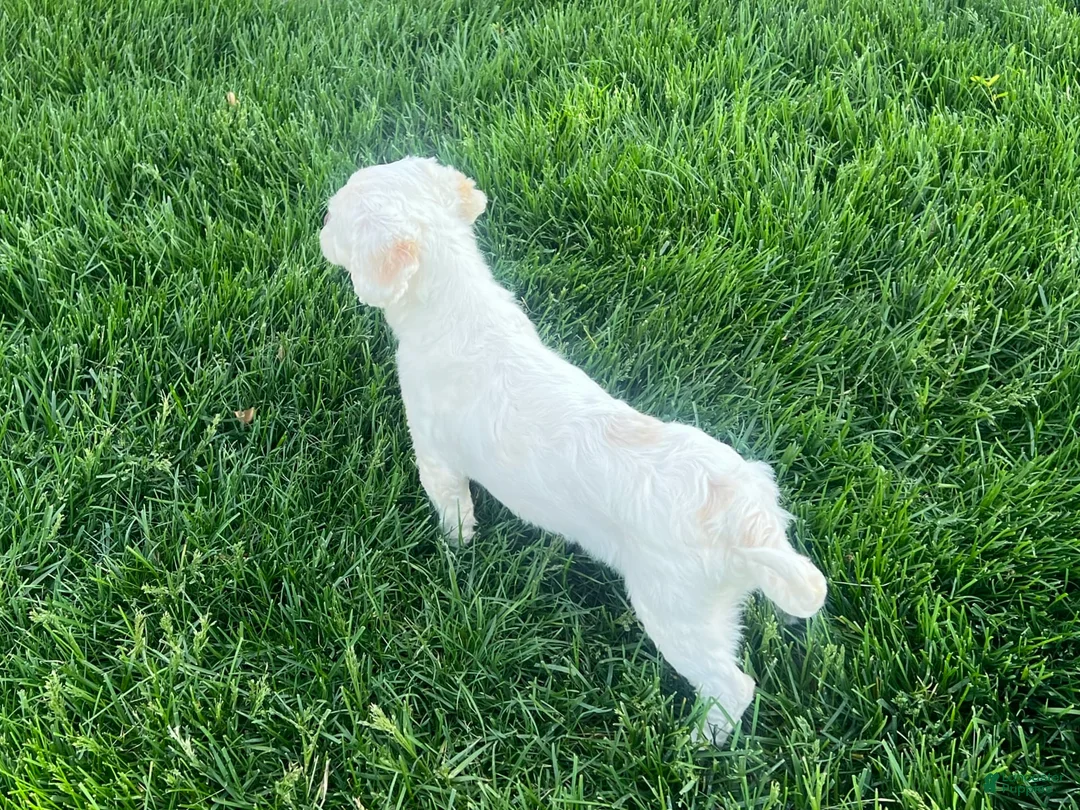 Lhasa Apso dogs for sale: Angel - Ad 11