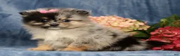 Pomeranian dogs for sale: Lilly - Ad 3