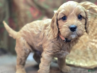 Cavapoo dogs - Ad 1