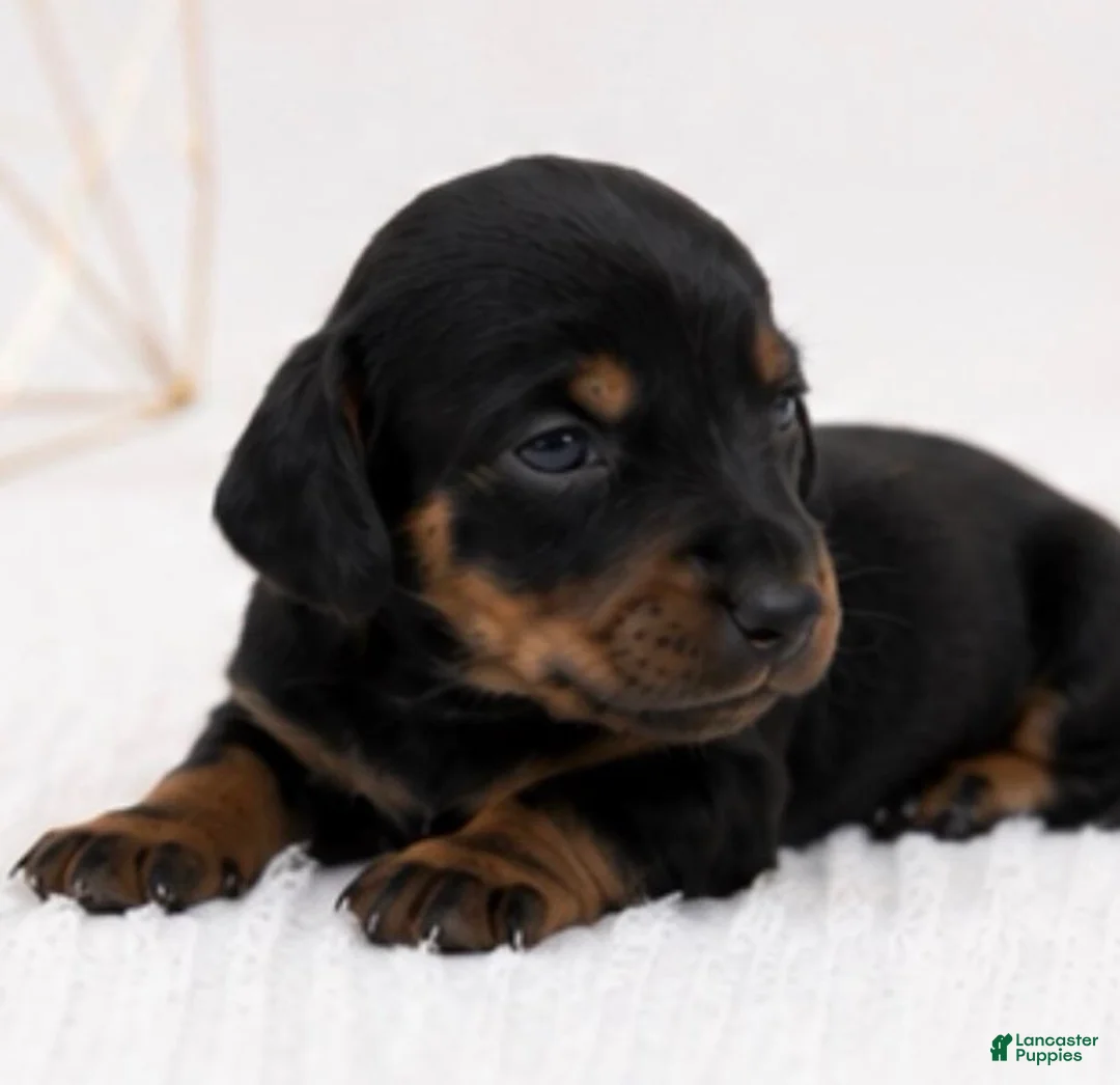 Miniature Dachshund dogs for sale: Peach - Ad 1