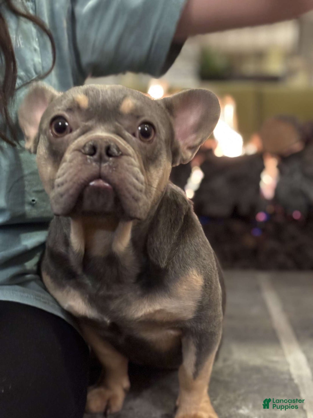 French Bulldog dogs for sale: Atlas - Ad 5