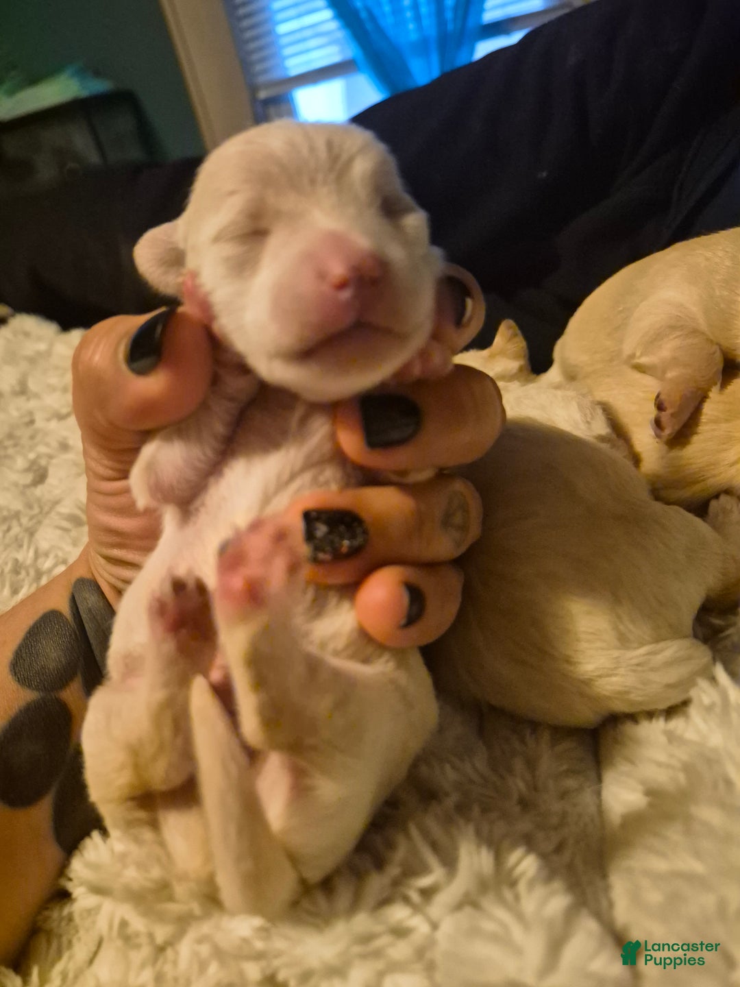 Chipoo dogs for sale: Chipoo Puppy 2 - Ad 9