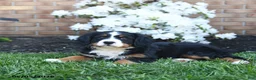 Miniature Bernese Mountain Dog dogs for sale: Daisy - Ad 4