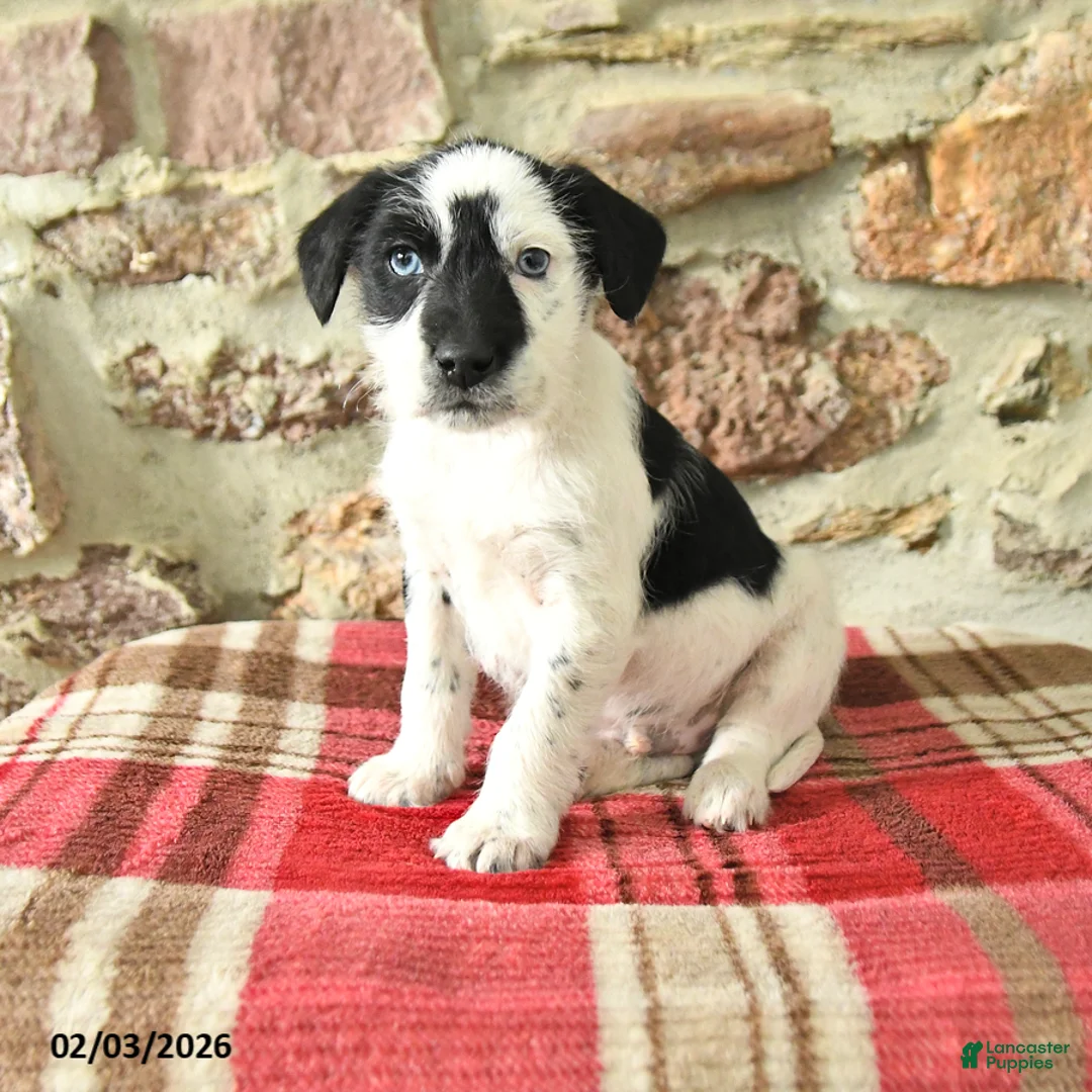 Mixed Breed dogs for sale: Tango - Ad 1