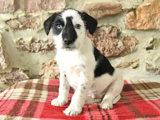 Mixed Breed dogs Tango - Ad 19