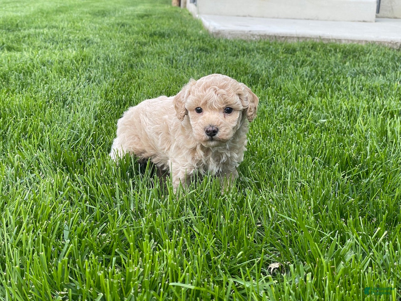 Miniature Poodle dogs Amos Miniature Poodle Puppy  - Ad 2