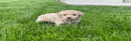 Miniature Poodle dogs for sale: Amos Miniature Poodle Puppy  - Ad 2