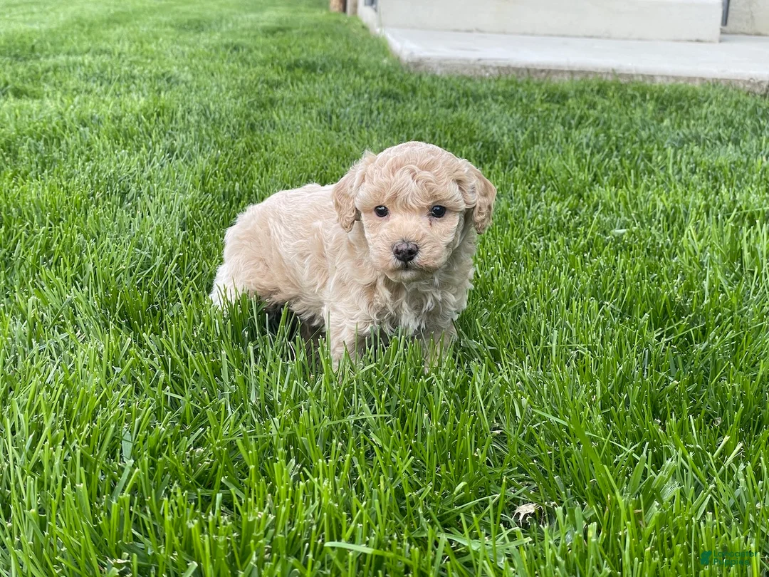 Miniature Poodle dogs for sale: Amos Miniature Poodle Puppy  - Ad 2