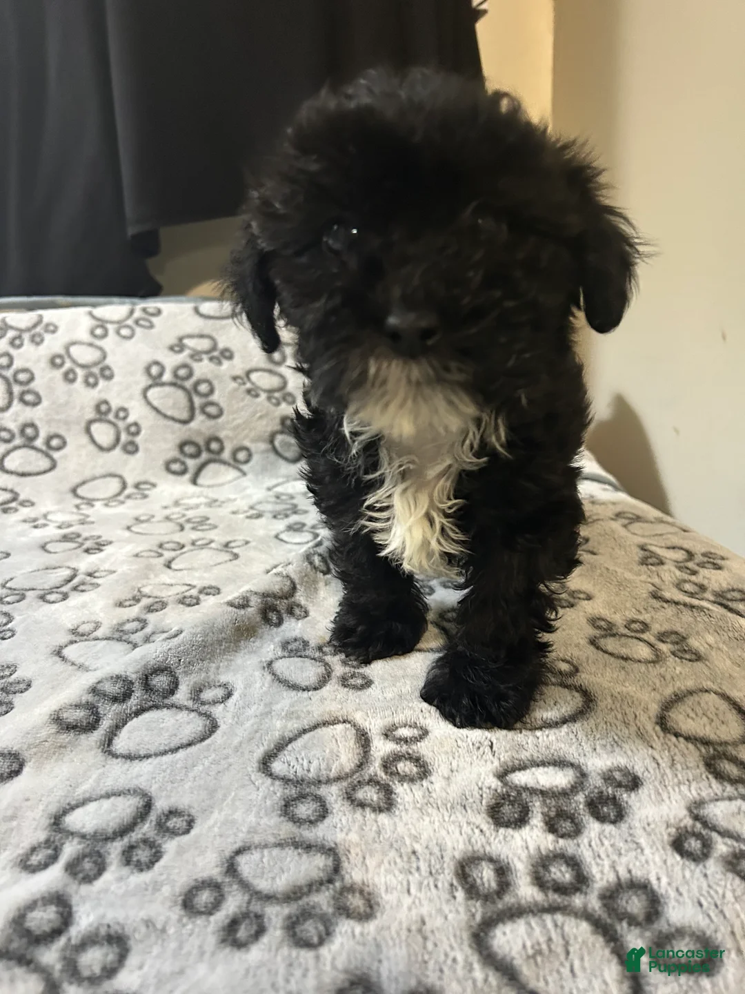 Yorkiepoo dogs for sale: Yorkiepoo Puppy 1 - Ad 1